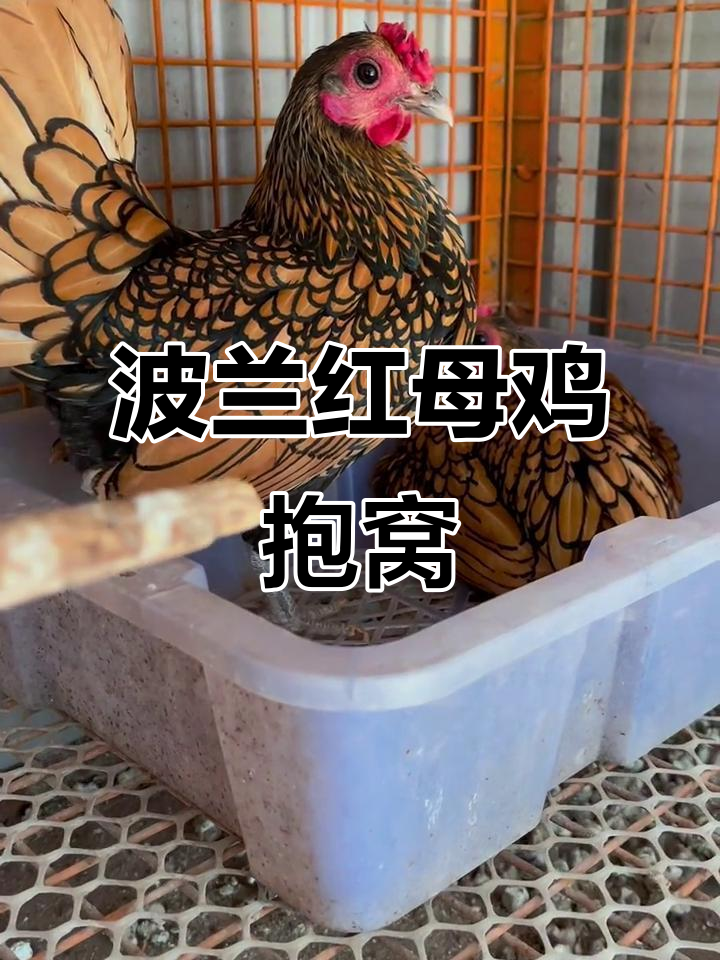 红波兰母鸡抱窝，下蛋少又爱孵