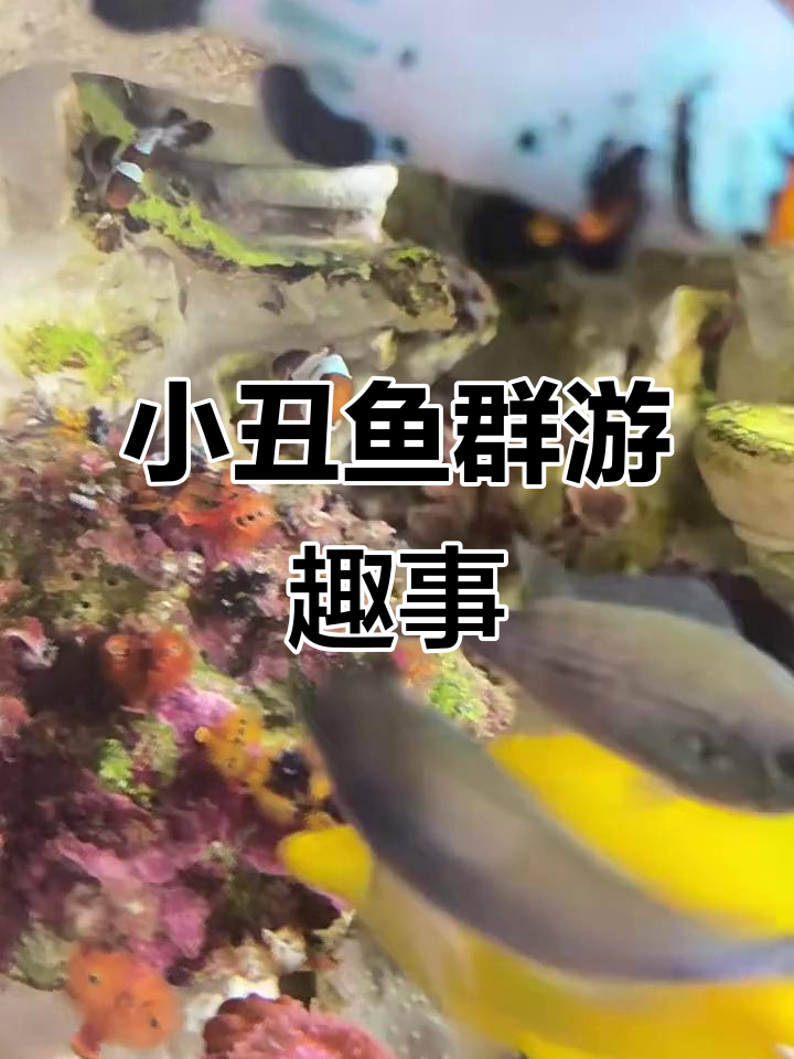 小丑鱼群游大赏,奥黑与透红低调互动
