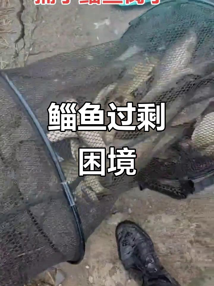 鲻鱼泛滥,市场价格高企,买的人少得可怜
