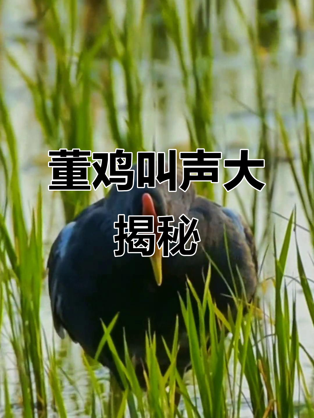 董鸡的独特叫声,竟然这么有趣!