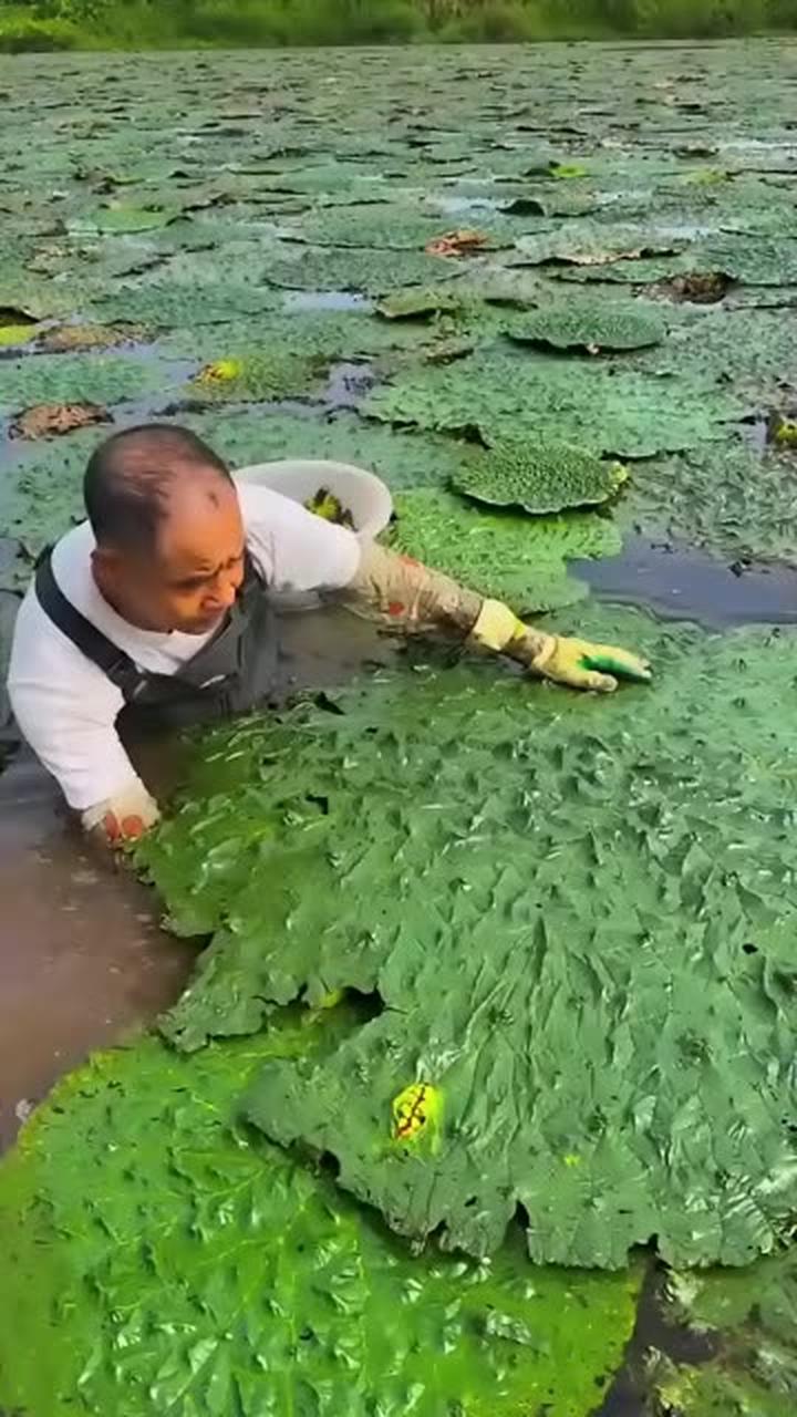 大爷采摘自家鸡头果,其药效和食用功能带来可观收益