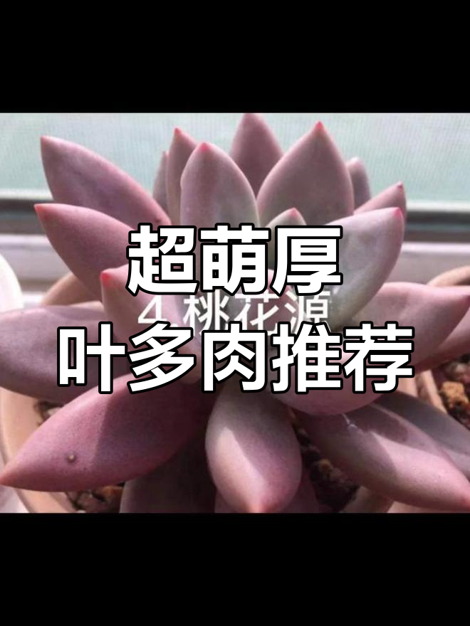 8款超可爱厚叶多肉,胖嘟嘟的更惹人爱