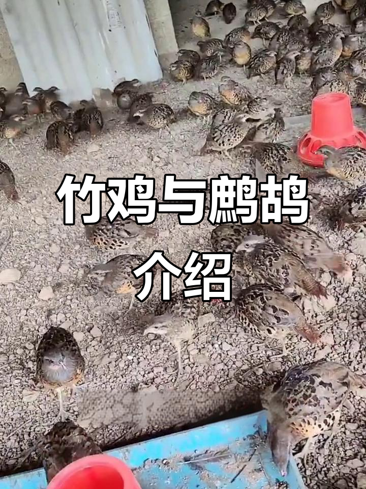 竹鸡与鹧鸪:农村常见观赏动物,叫声响亮如布谷鸟