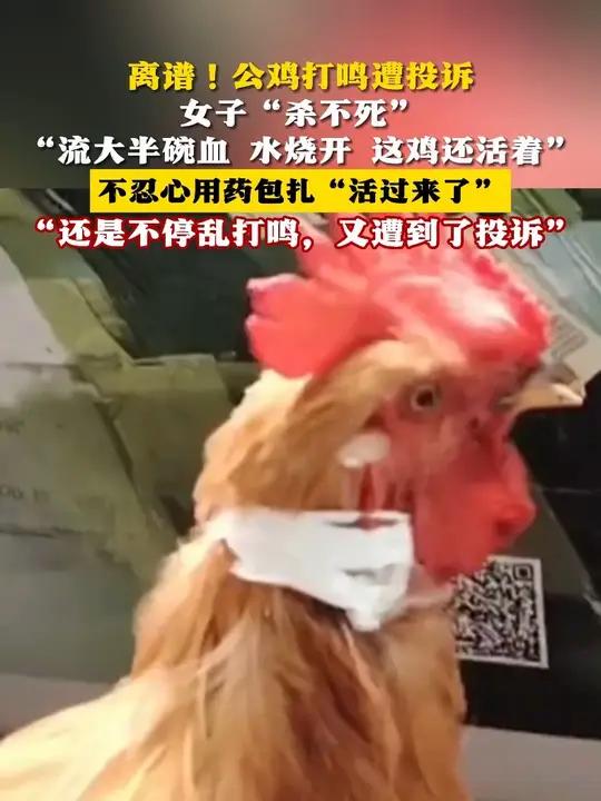 离谱!公鸡打鸣遭投诉女子“杀不死” “流大半碗血 水烧开 这鸡还活着”(来源:冀时 AHT