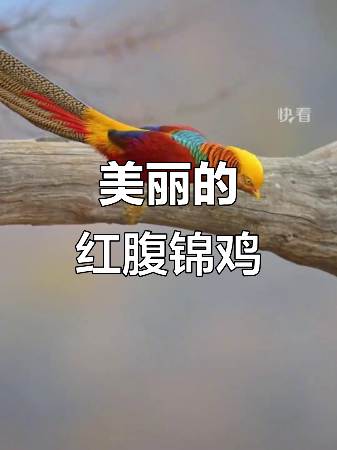 红腹锦鸡,如国画般美丽动人