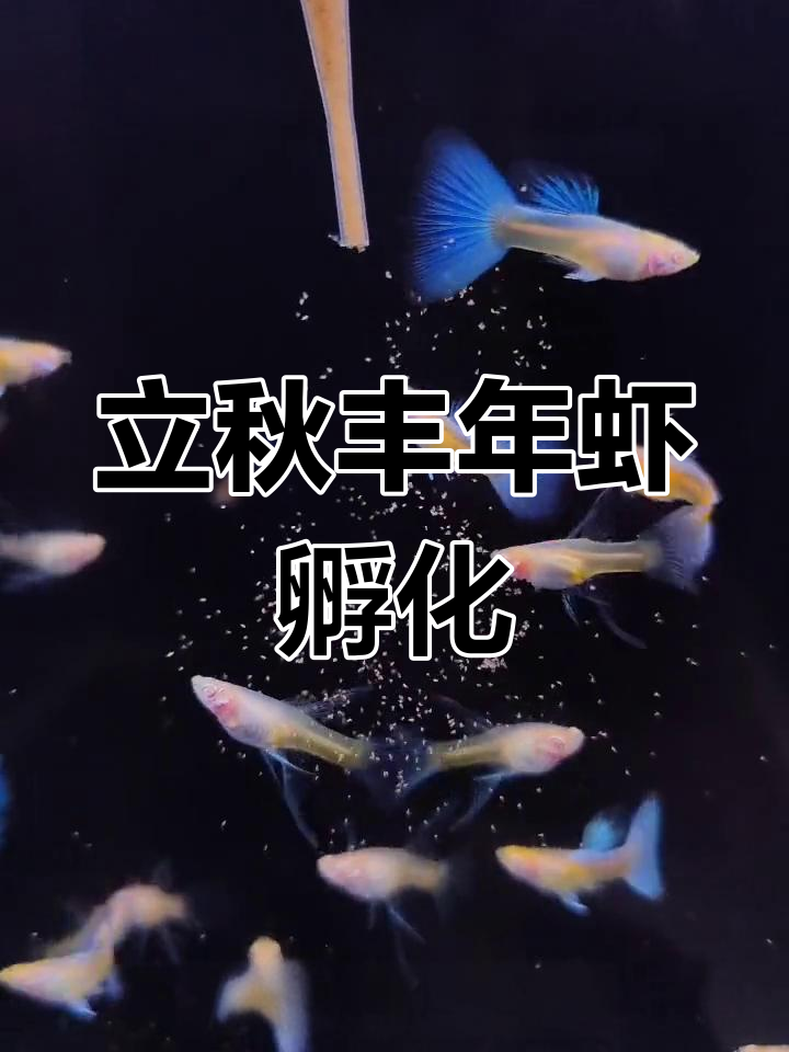 天空蓝大C孔雀鱼,治愈时刻