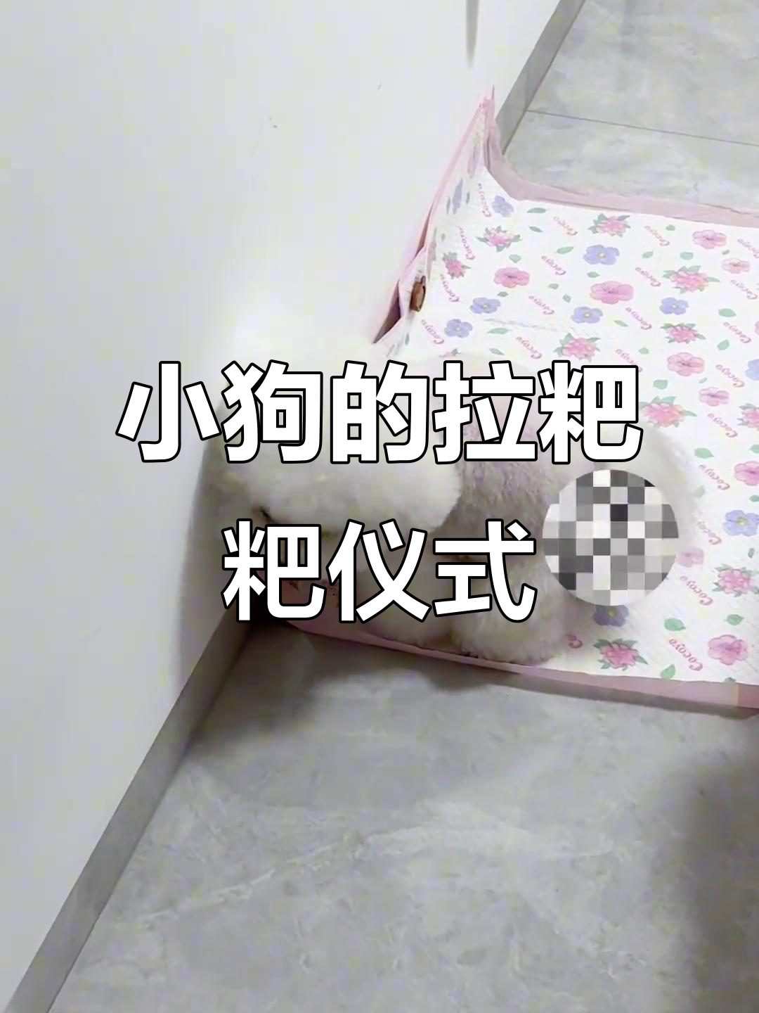 小狗拉粑粑前的独特仪式,竟然这么有趣!