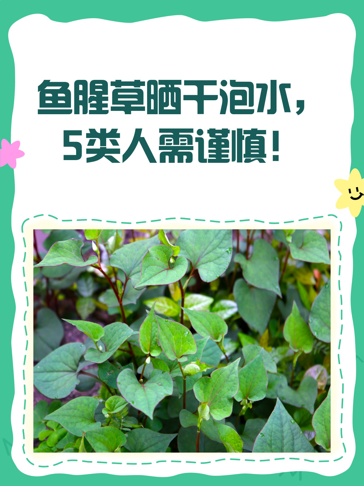 鱼腥草晒干泡水虽好，但这5类人得悠着点！