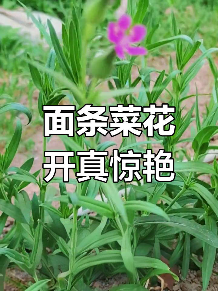 第一次见到面条菜的花，竟然这么美！