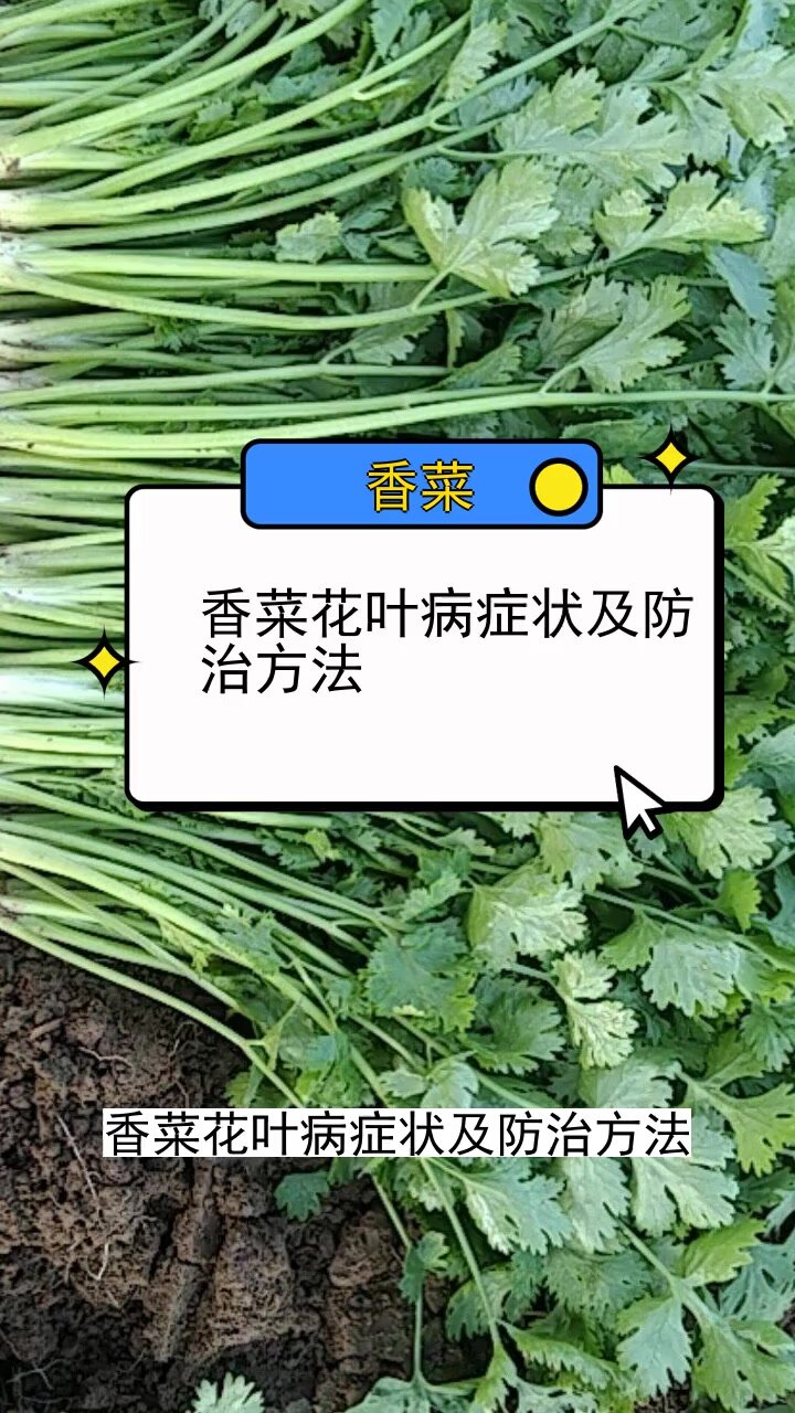 香菜花叶病症状及防治方法