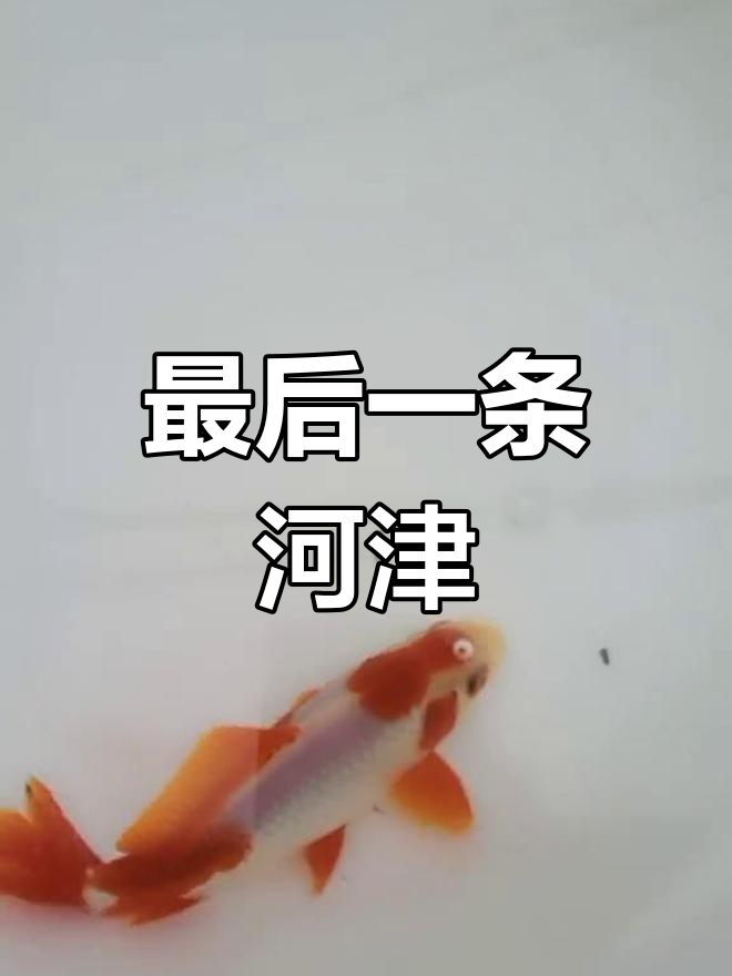 渔场唯一合金金鱼,去年未售出