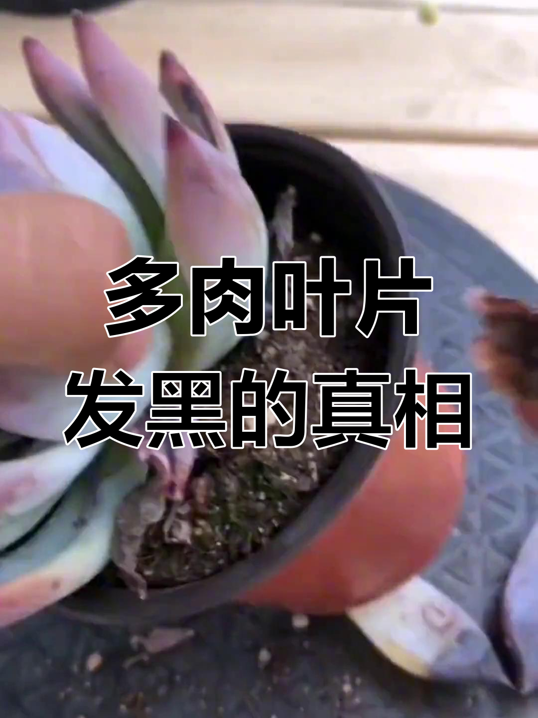 多肉植物叶片发黑?不一定是黑腐,可能是土壤问题