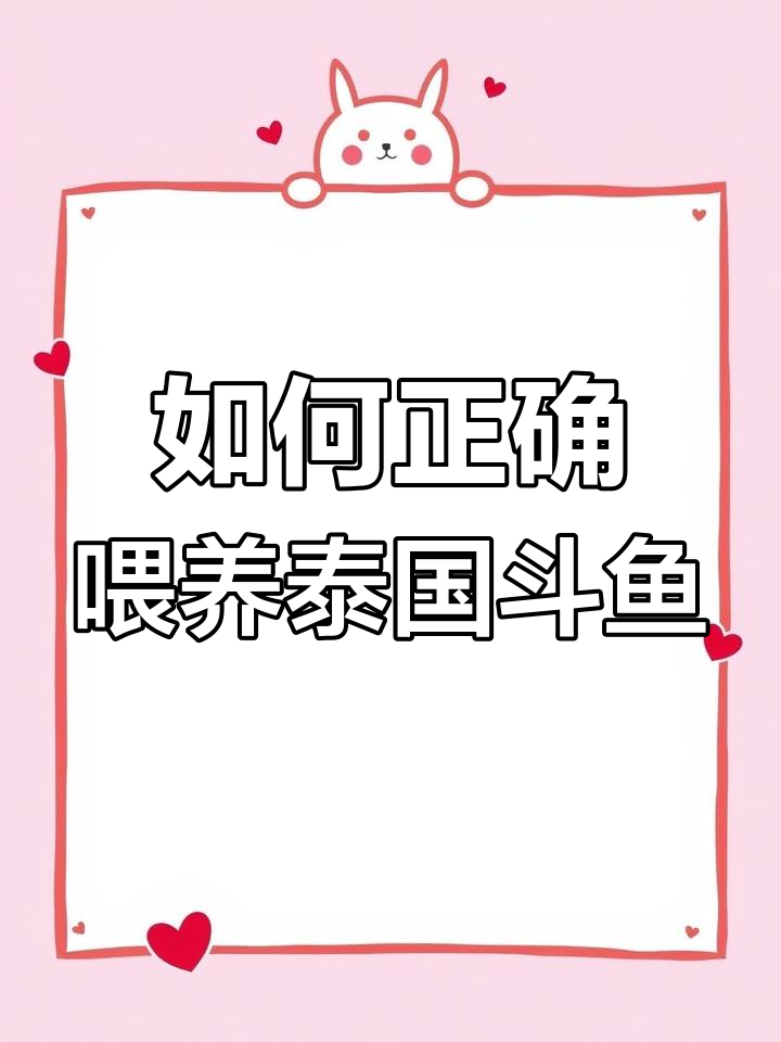 泰国斗鱼喂养技巧:一天喂几顿,每次多少量?