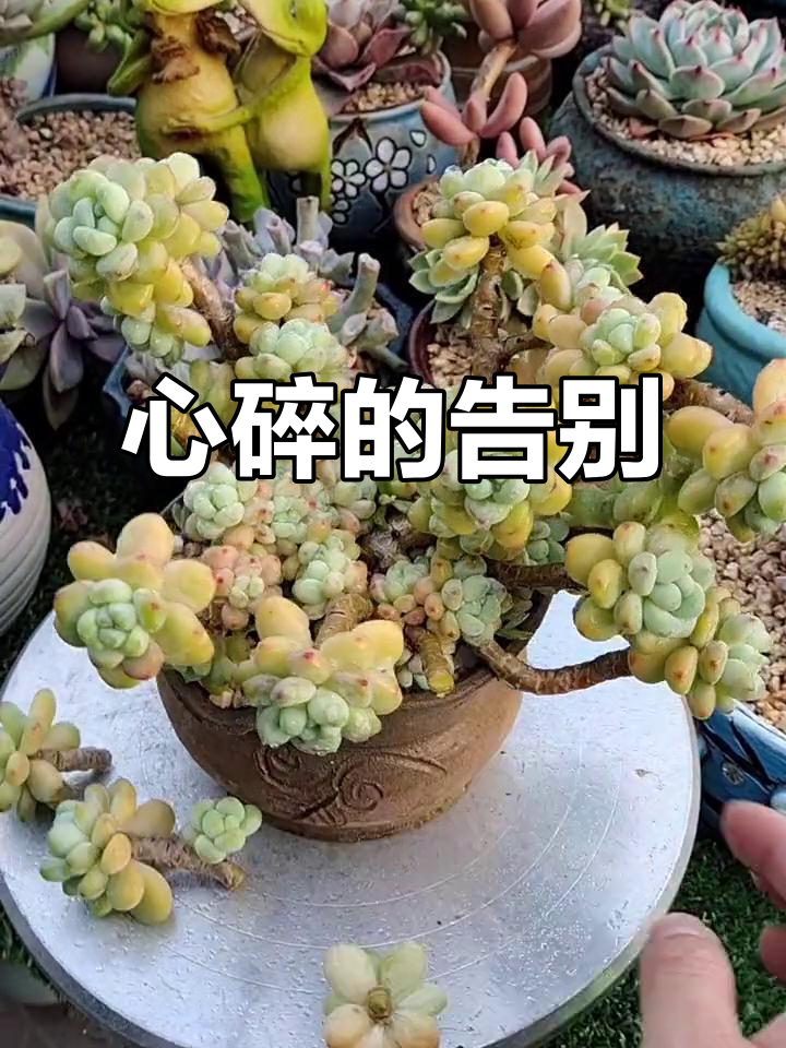 劳尔花语:离别之痛,心碎一地,三个头瞬间消失!