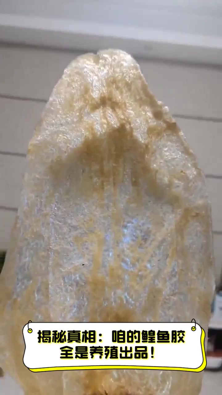 揭秘真相:咱的鳇鱼胶,全是养殖出品!