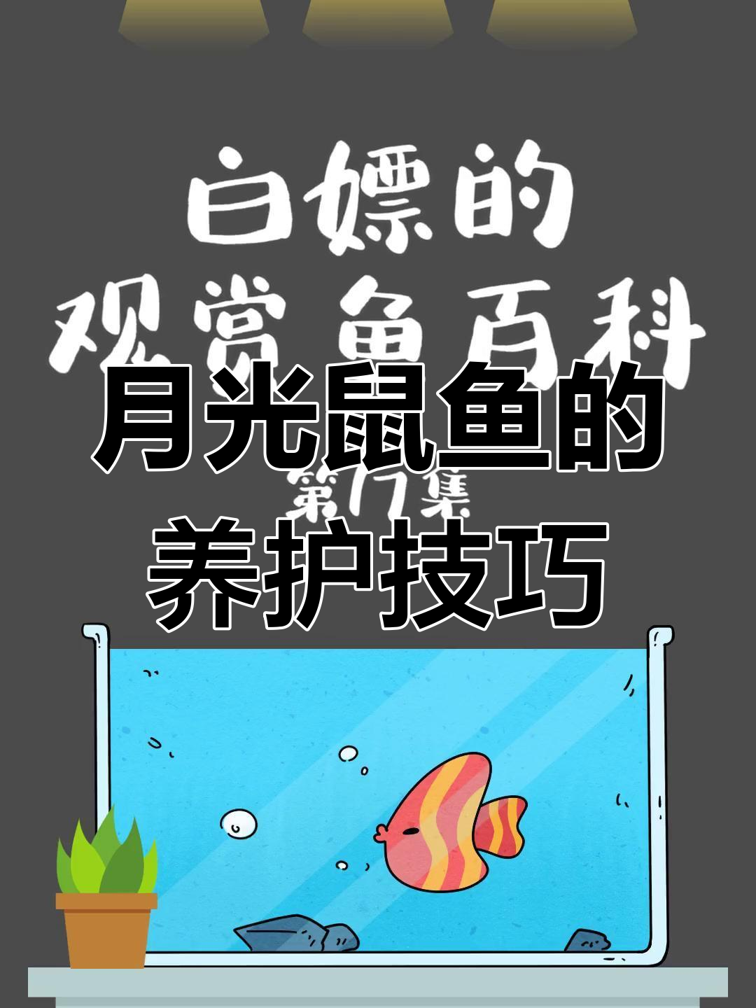 月光鼠鱼:温和的小型观赏鱼,适合大型草缸养殖