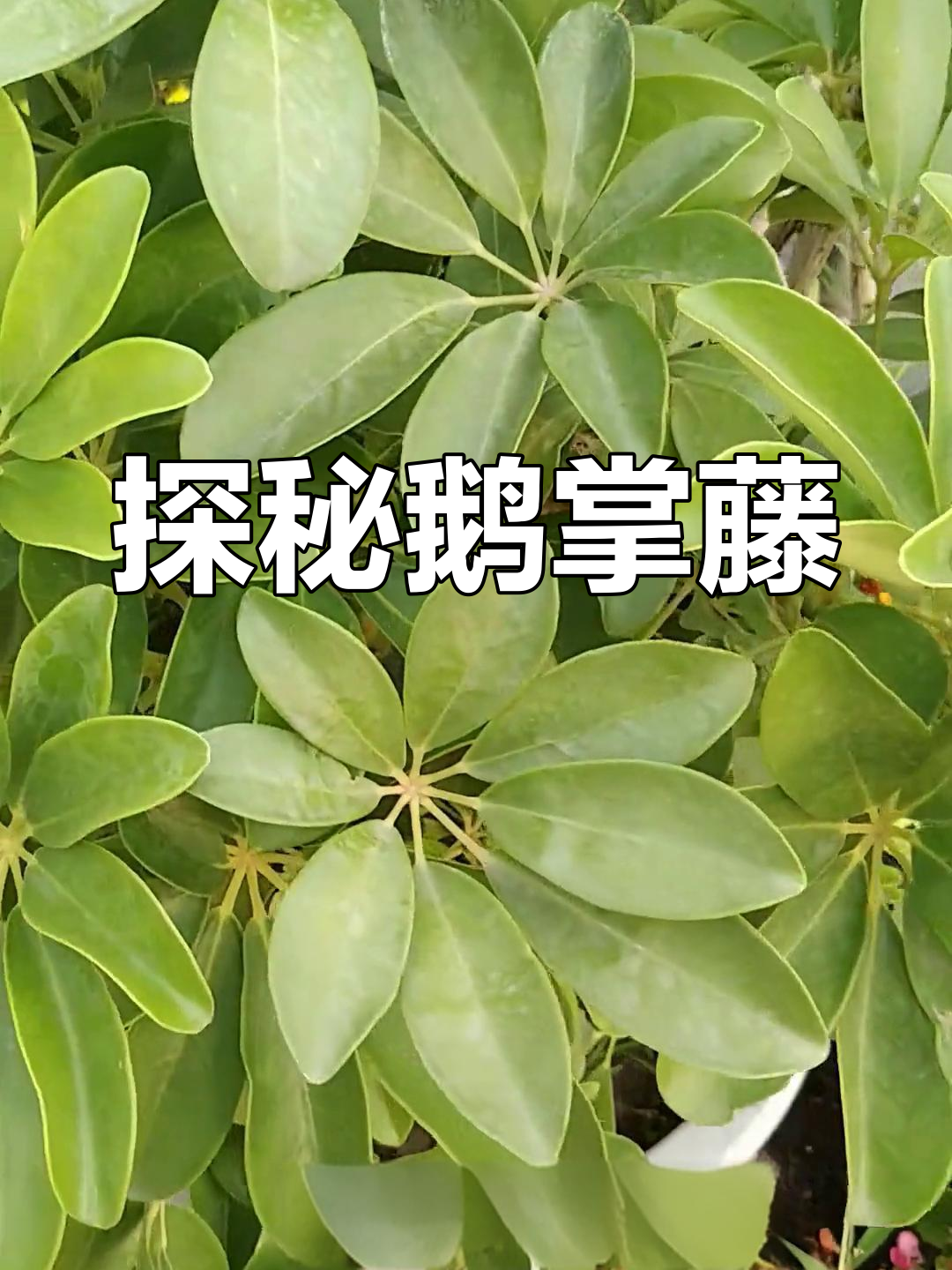 鹅掌藤:一种独特的植物,了解它的生长与特点
