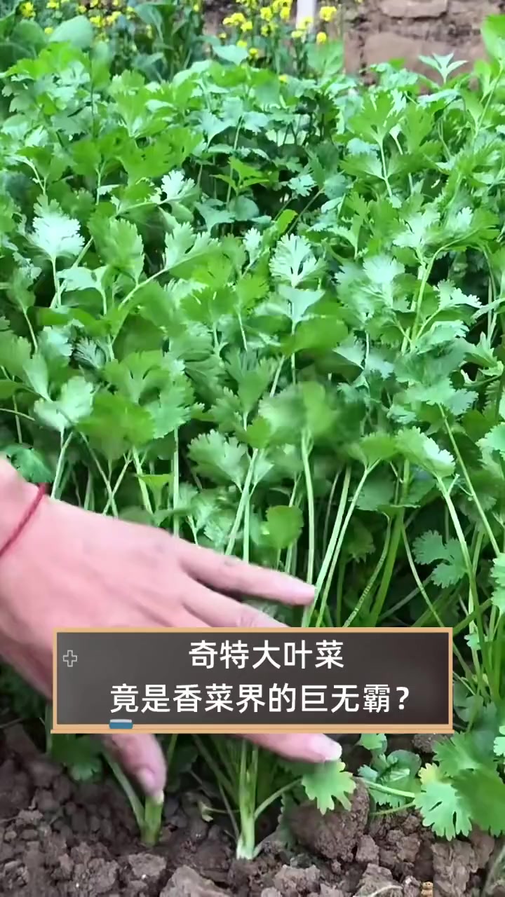 奇特大叶菜,竟是香菜界的巨无霸?