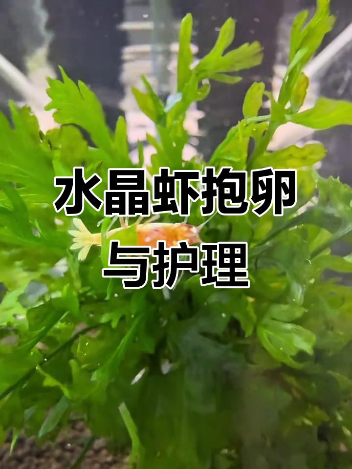 红白水晶虾抱卵全过程,如何照顾小虾孵化