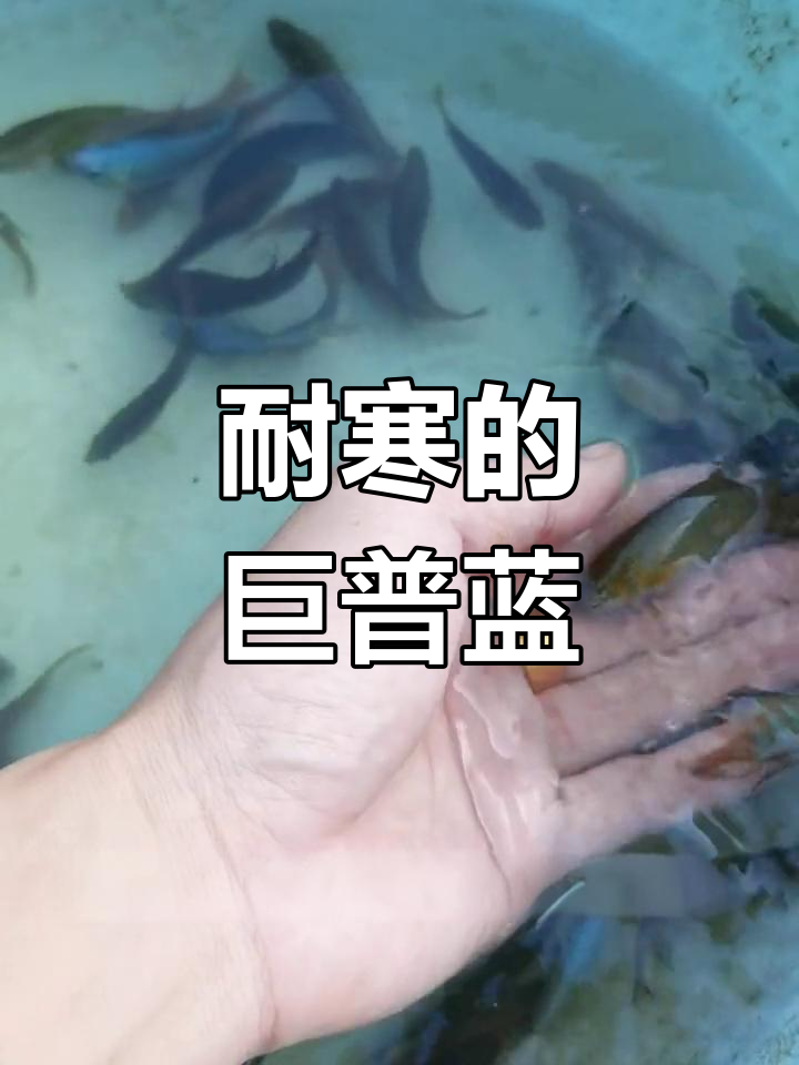 冬季也能养的巨普蓝斗鱼
