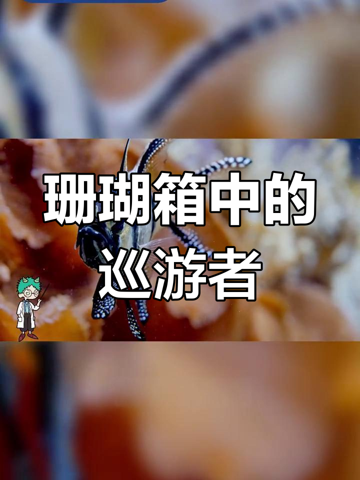 美丽海水鱼:泗水玫瑰