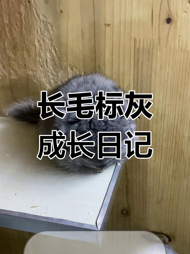 标灰龙猫的成长记录:价格与品质无关