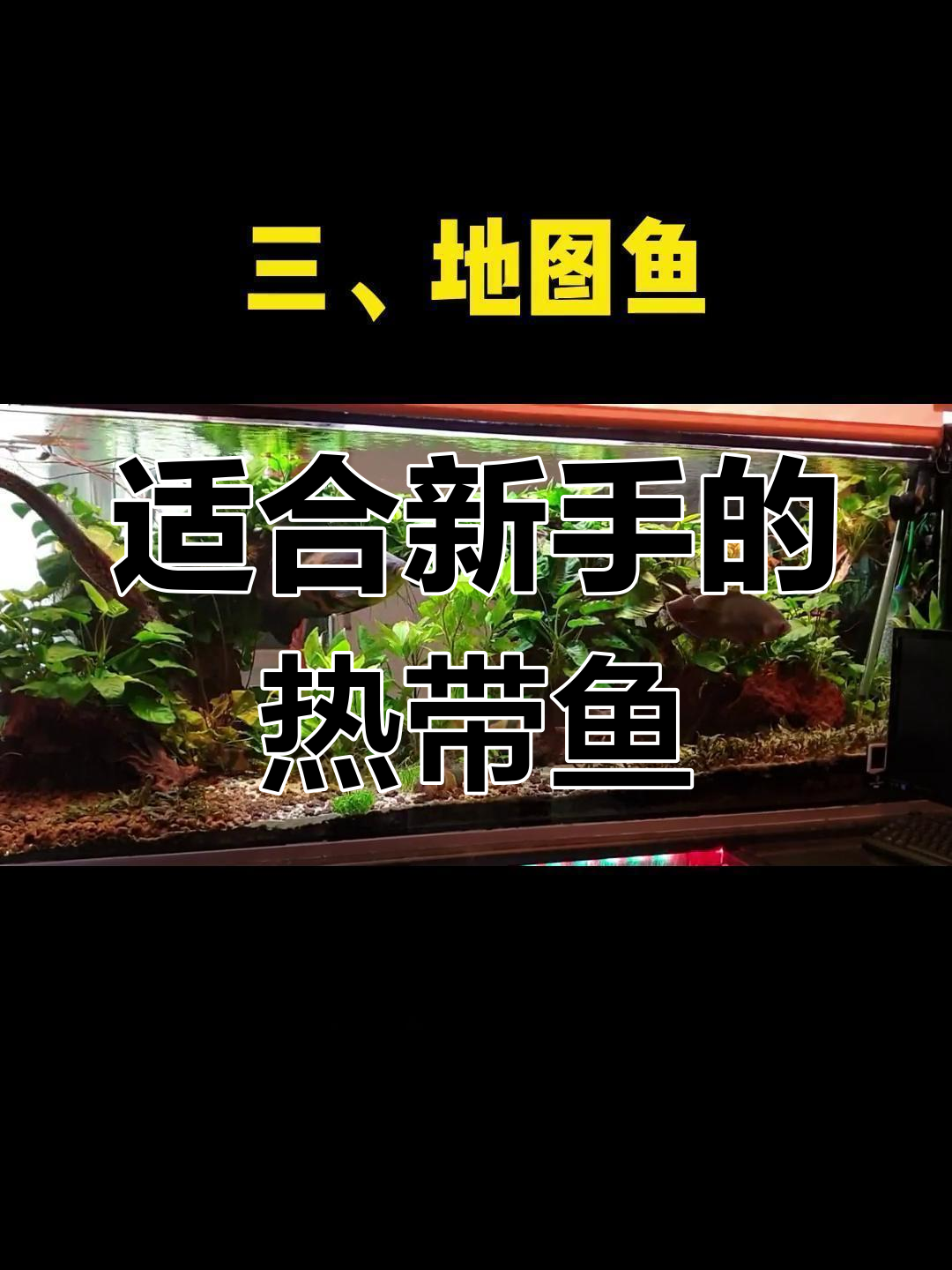 新手必选中型鱼,地图与招财哪个更适合你?