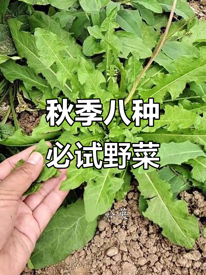 秋天必吃八大野菜,看看你尝过几种?
