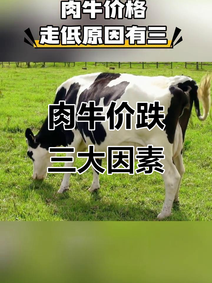 肉牛价格下跌背后原因:供应过剩、进口低价冲击市场