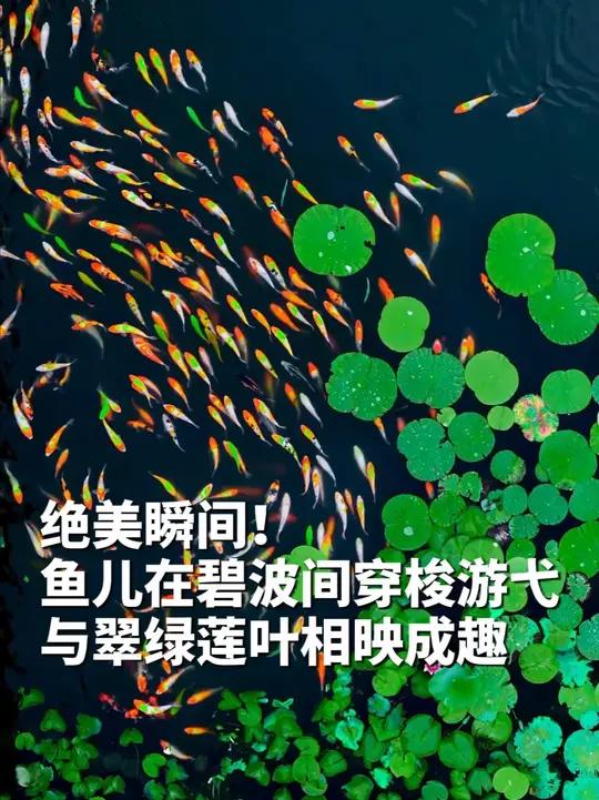 绝美瞬间！鱼儿在碧波间穿梭游弋，与翠绿莲叶相映成趣，完美复刻“鱼戏莲叶间”的诗意画面