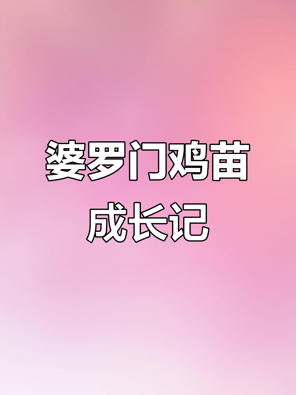 三四个月婆罗门鸡苗,羽毛亮丽、体格强健