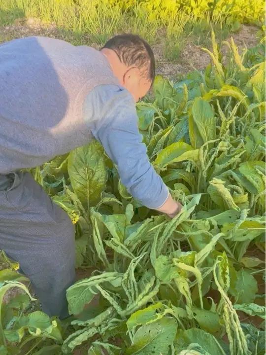 喏,你们心心念念的桂林菜花,可以摘咯,但第一茬得先给鸡鸭鹅吃~