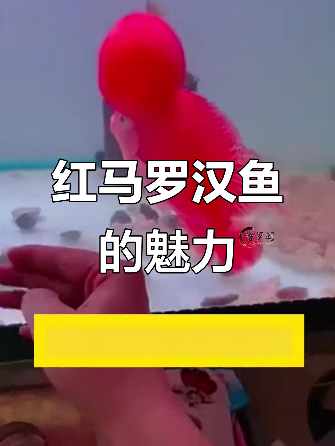 越南红马罗汉鱼:美丽与神秘并存