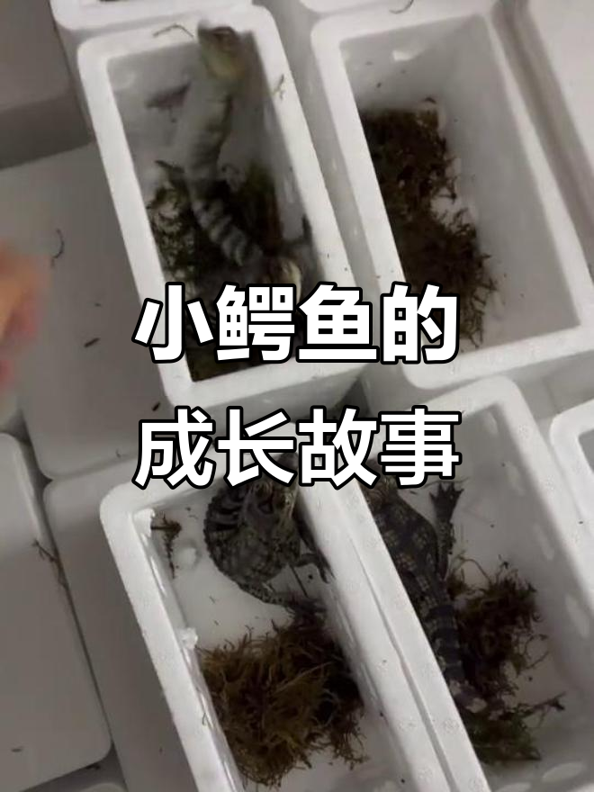 鳄鱼苗子成长记,养殖场里的新生命