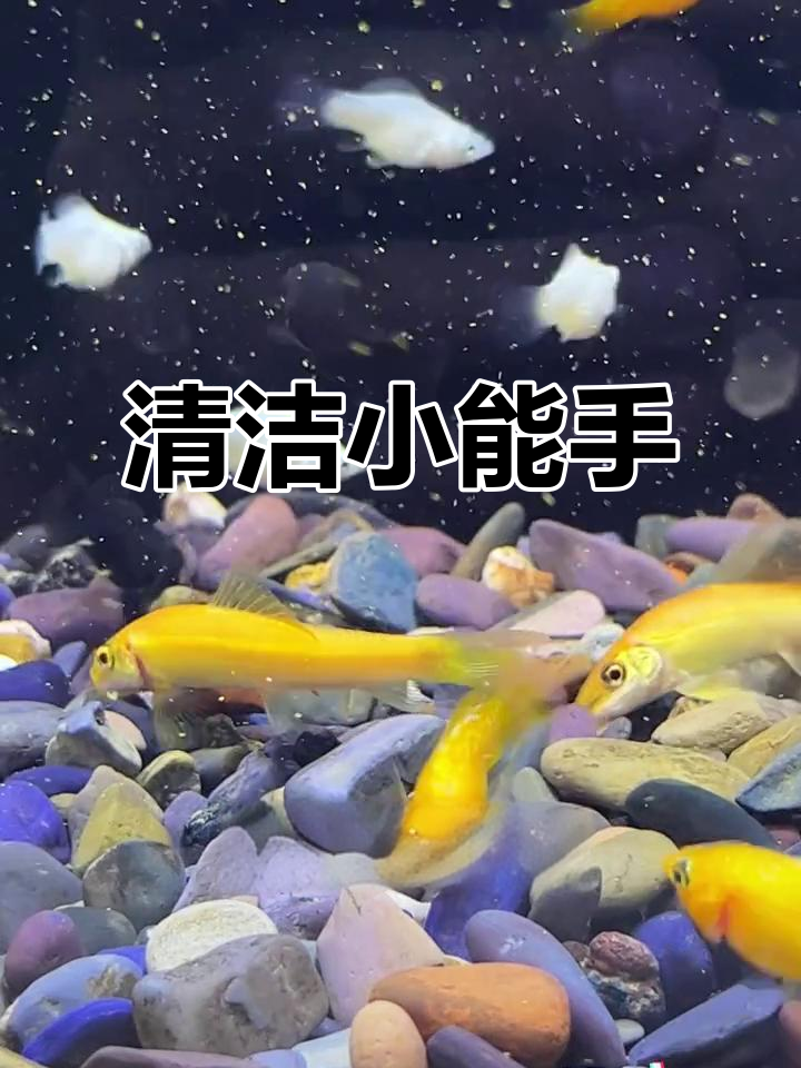 金苔鼠鱼，轻松清理藻类和残食，解放双手！