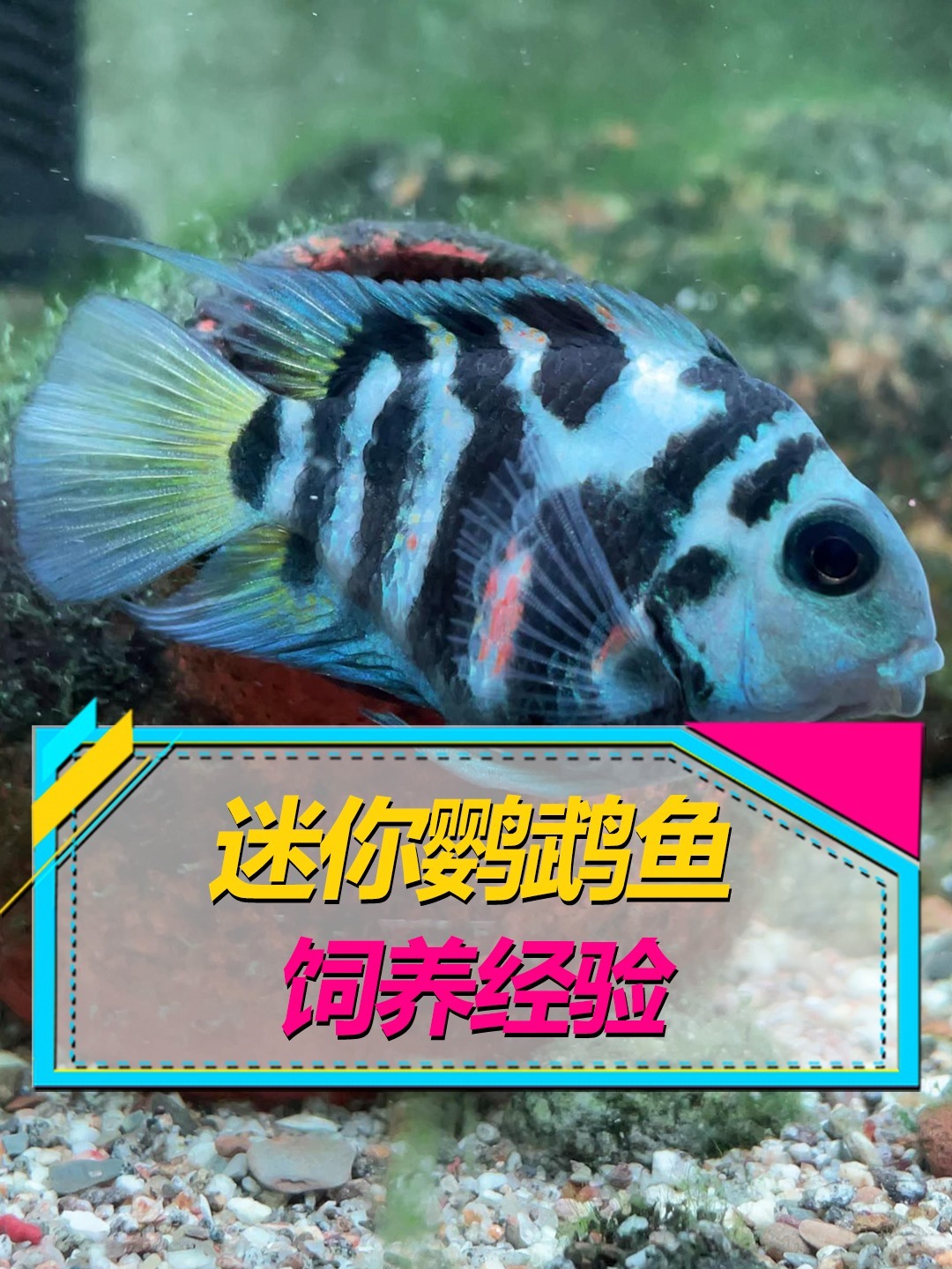 迷你鹦鹉鱼饲养方法,养出好状态!