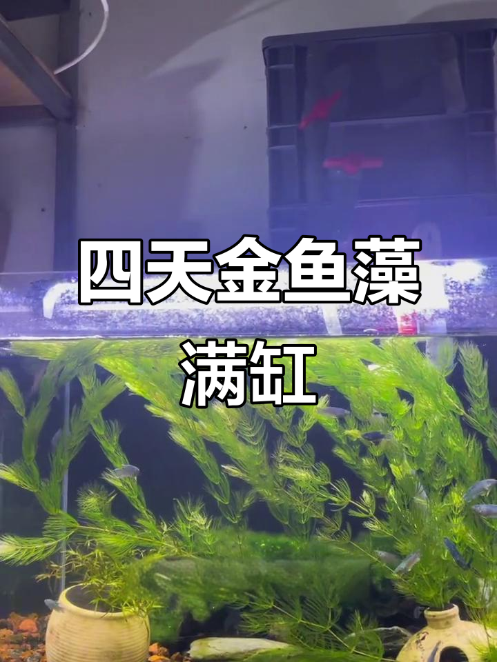 金鱼藻四天爆缸,生长速度惊人