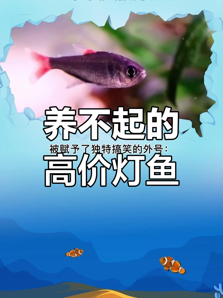 灯鱼四皇:养不起的稀有品种