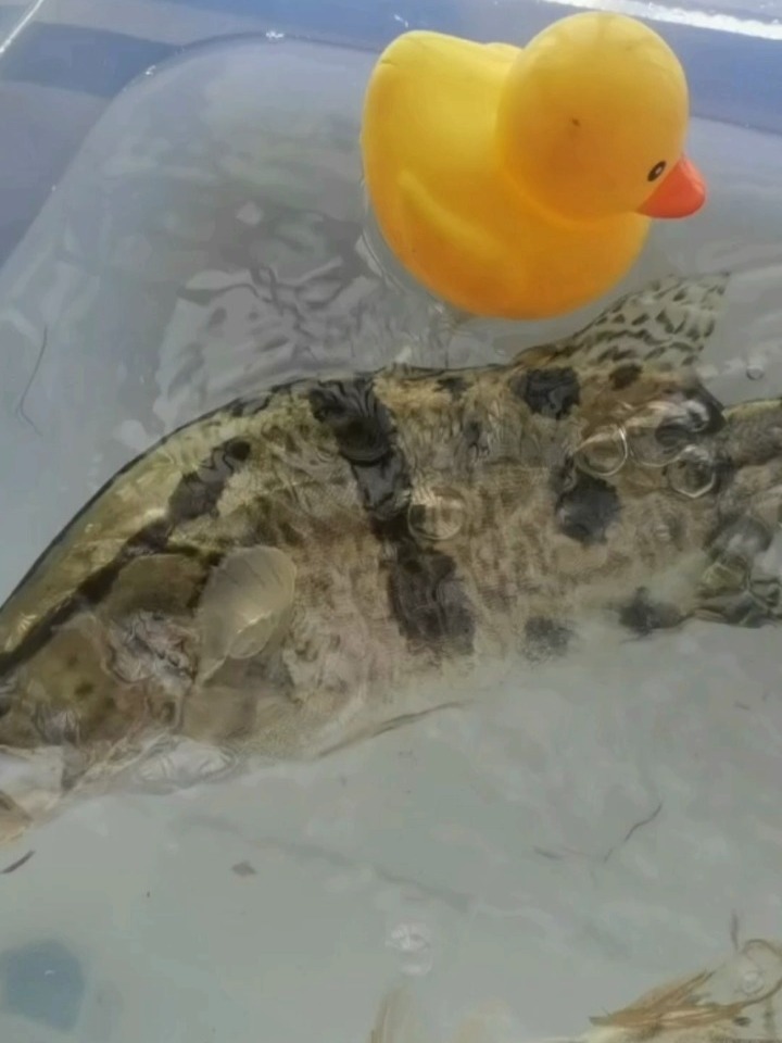 野生鳜鱼80一斤,只要你会钓,天天有的吃