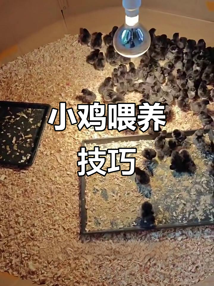刚出壳小鸡如何喂养?这些注意事项你得知道