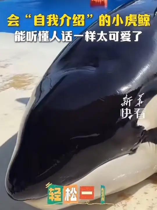 饲养员介绍虎鲸身体构造,小虎鲸就像能听懂一样全程配合,好可爱~