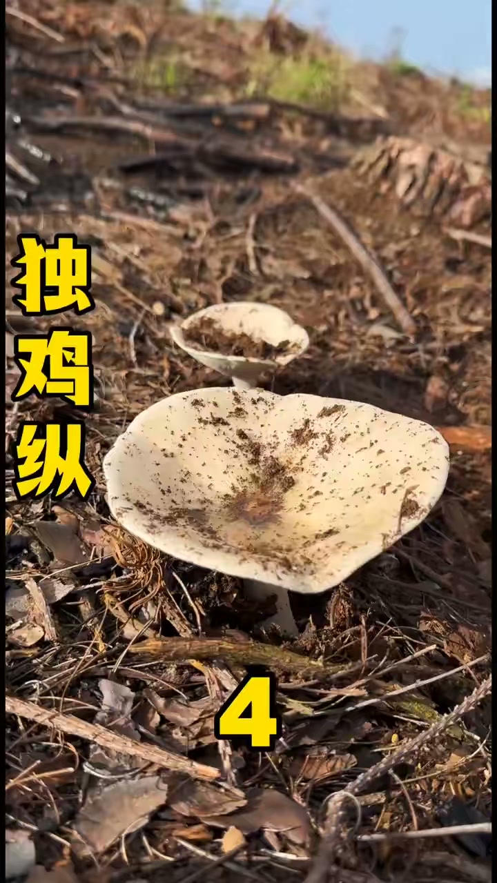 太开心了，又找到好多大鸡纵菌，感恩大自然的馈赠
