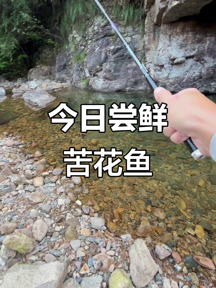 解锁苦花鱼,探索独特美味