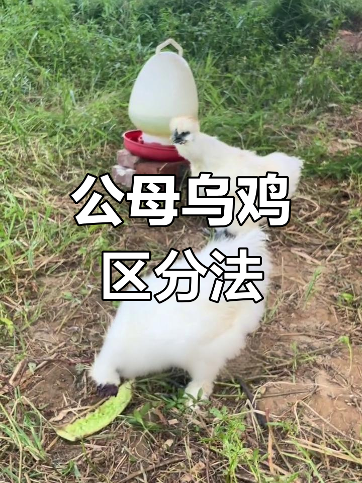 泰和乌鸡公母辨别技巧