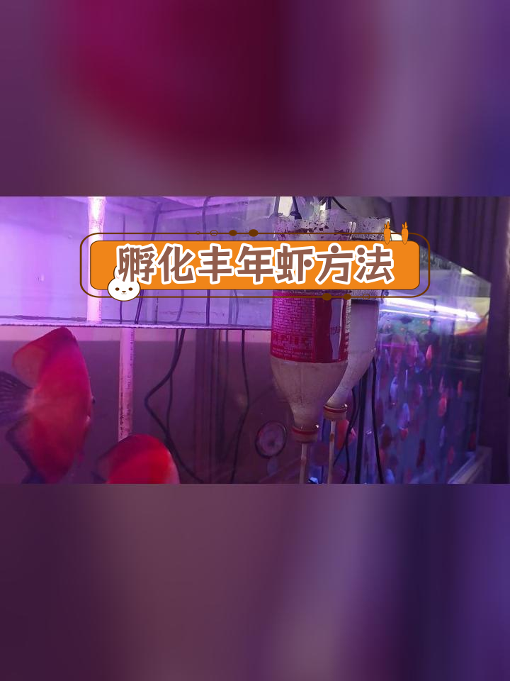 详细讲解丰年虾卵孵化过程