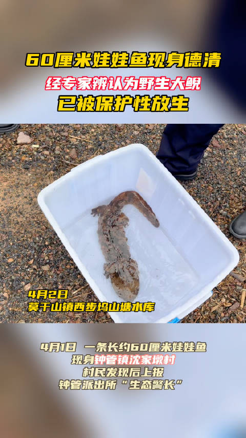 「60厘米长娃娃鱼现身德清被保护性放生」4月2日,德清市民吴先生在钟管镇沈家墩村一处河道北