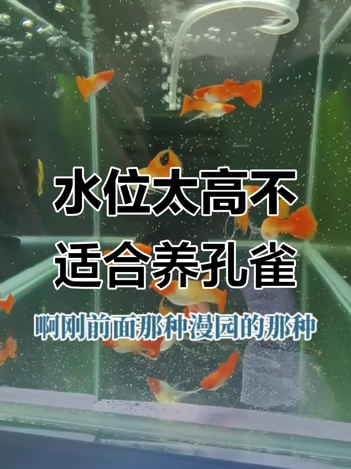 孔雀鱼水位过高?教你如何控制水深