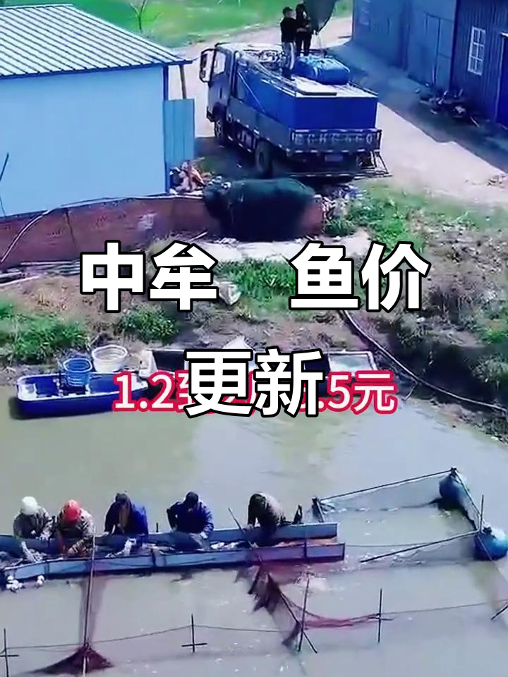 郑州中牟鮰鱼5月价格大揭秘,最新行情