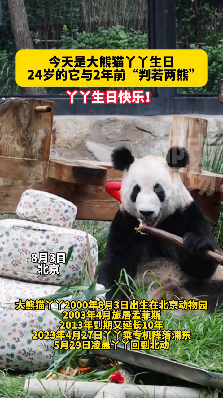 大熊猫丫丫24岁生日,北京动物园给它准备了蛋糕