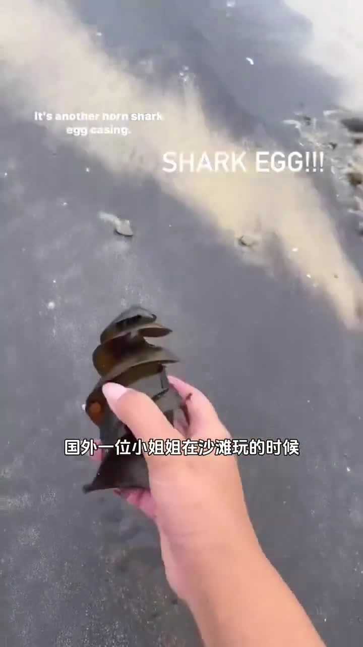 这样的鲨鱼蛋你们见过吗